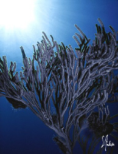 Gorgonians in deep water - this image was taken off Nassa... by Steven Anderson 